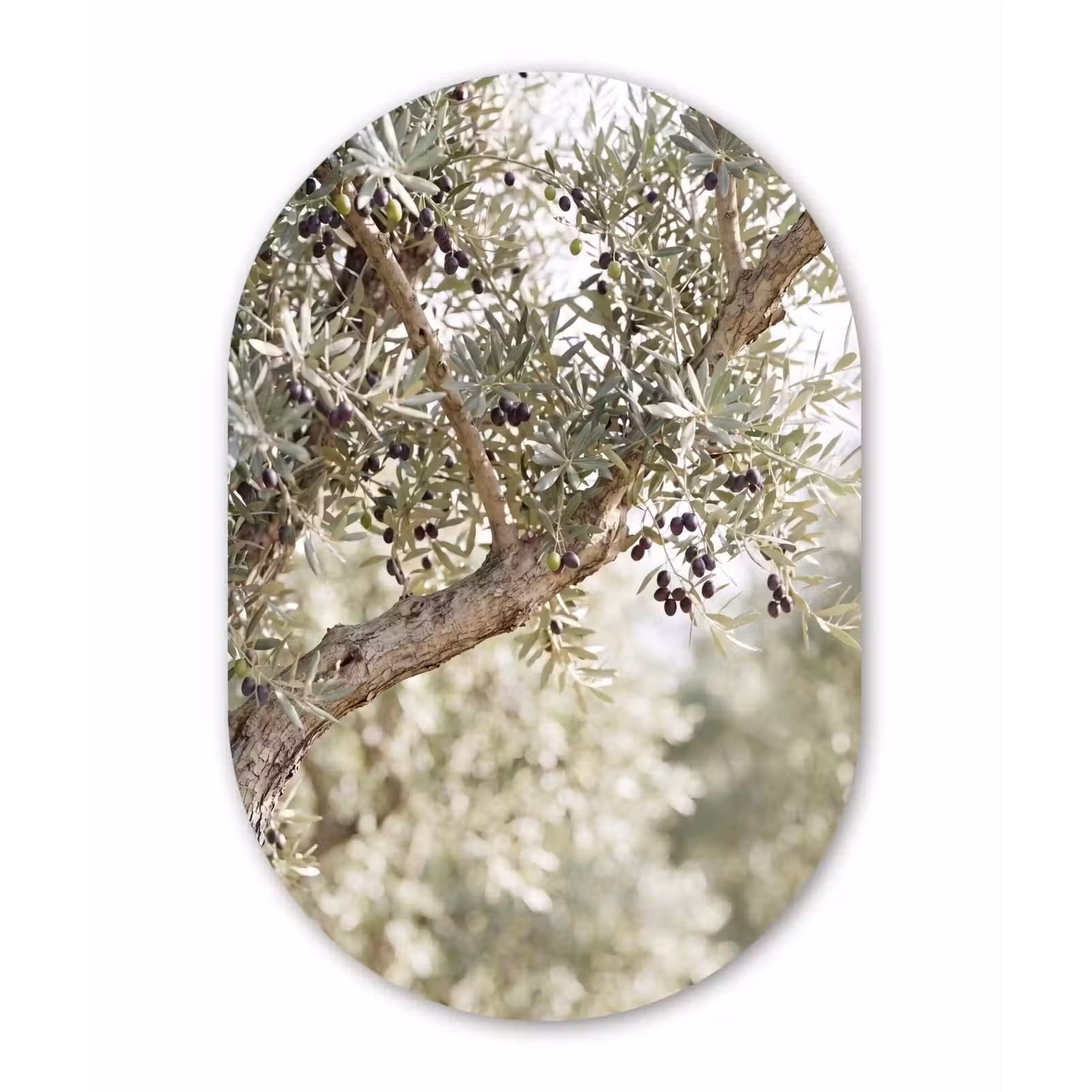 Muurovaal glas - Olijfboom - tak - groen - Olijfboom - tak - groen Wandcirkel Ovaal Glas middel