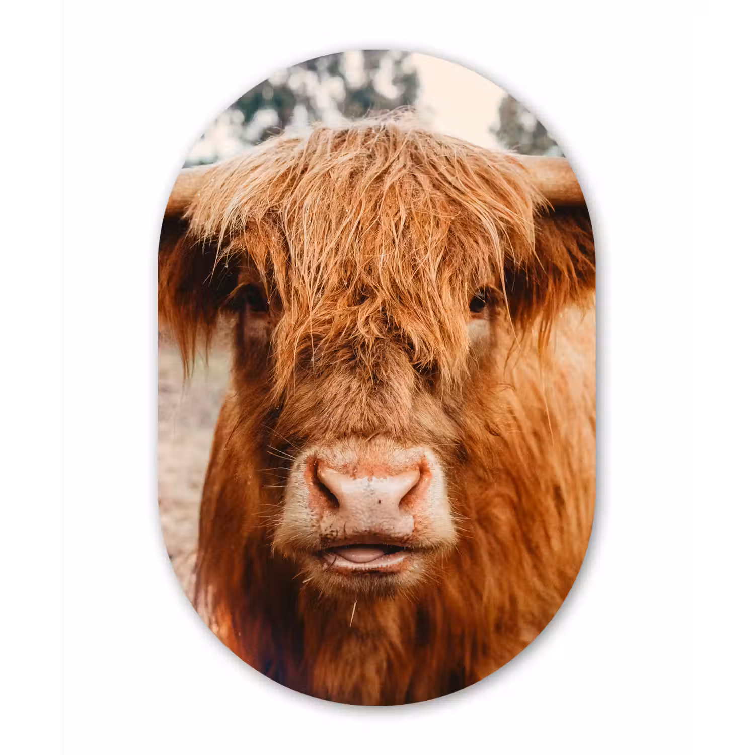 Koe- Schotse hooglander - Hoorns - Bruin - Landschap Wandcirkel Ovaal Forex klein -3d