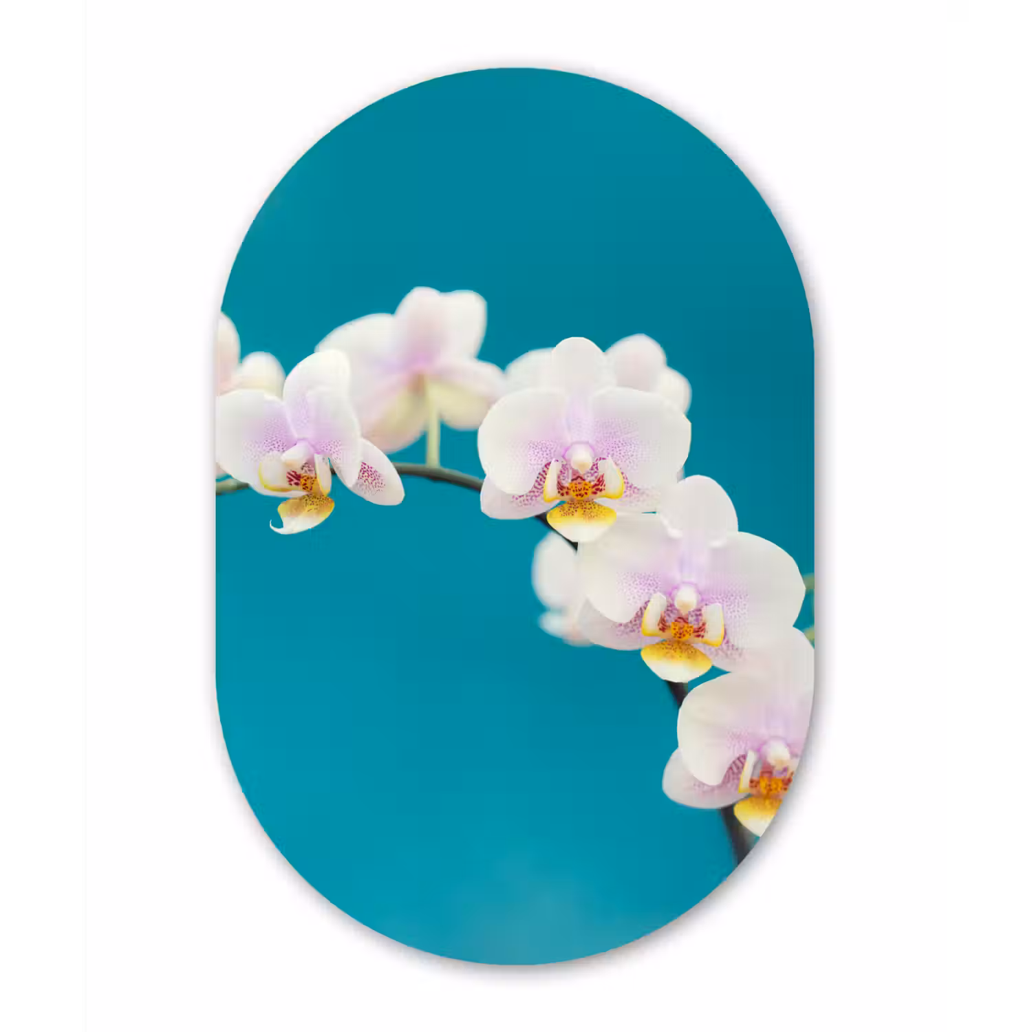 Orchidee - Bloemen - Plant - Wit - Paars Wandcirkel Ovaal Forex klein -3d