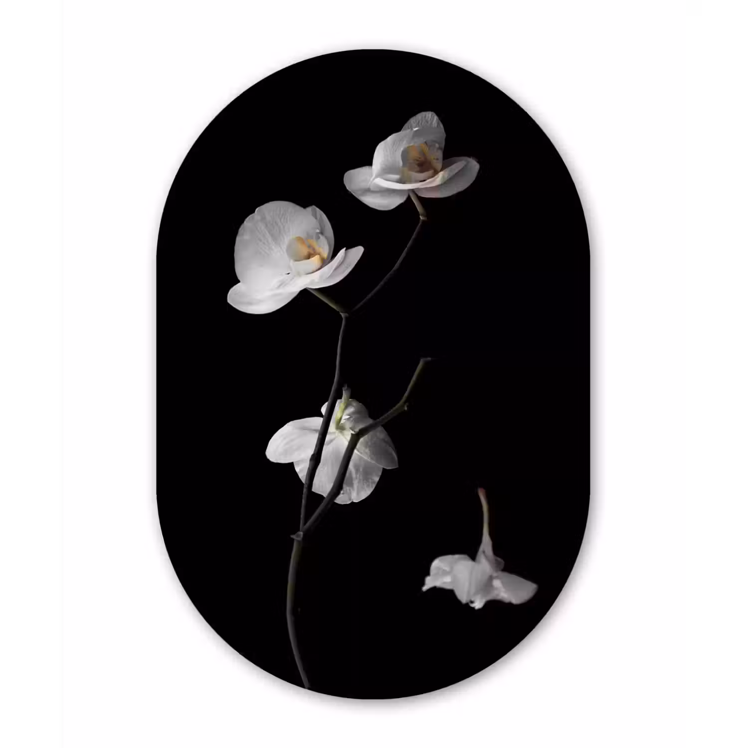 Orchidee - Bloemen - Zwart - Wit - Stilleven Wandcirkel Ovaal Forex klein -3d