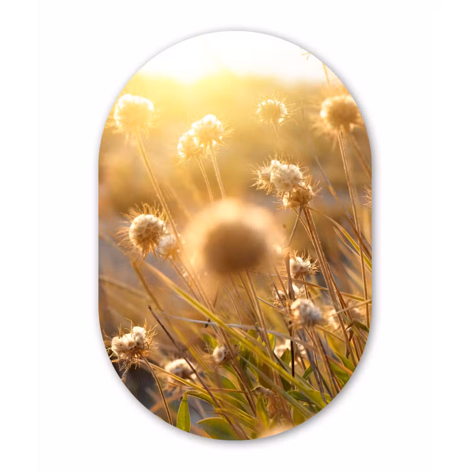Planten - Natuur - Bloemen Wandcirkel Ovaal Forex klein -3d