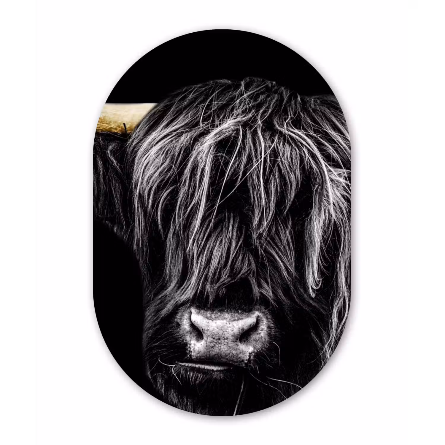 Schotse hooglander - Goud - Vacht - Dieren - Koe Wandcirkel Ovaal Forex klein -3d