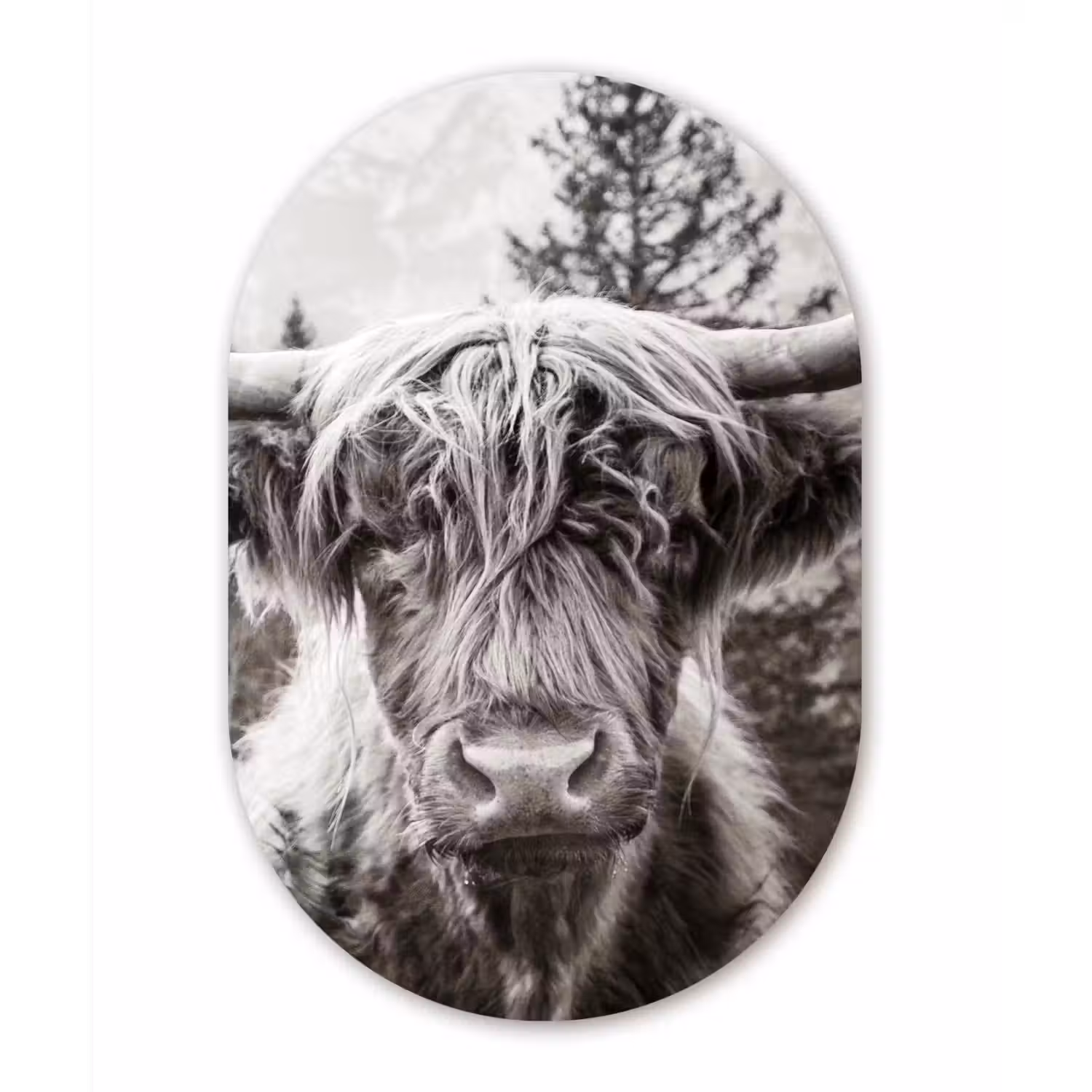 Schotse hooglander - Koe - Dieren - Zwart - Wit Wandcirkel Ovaal Forex klein -3d