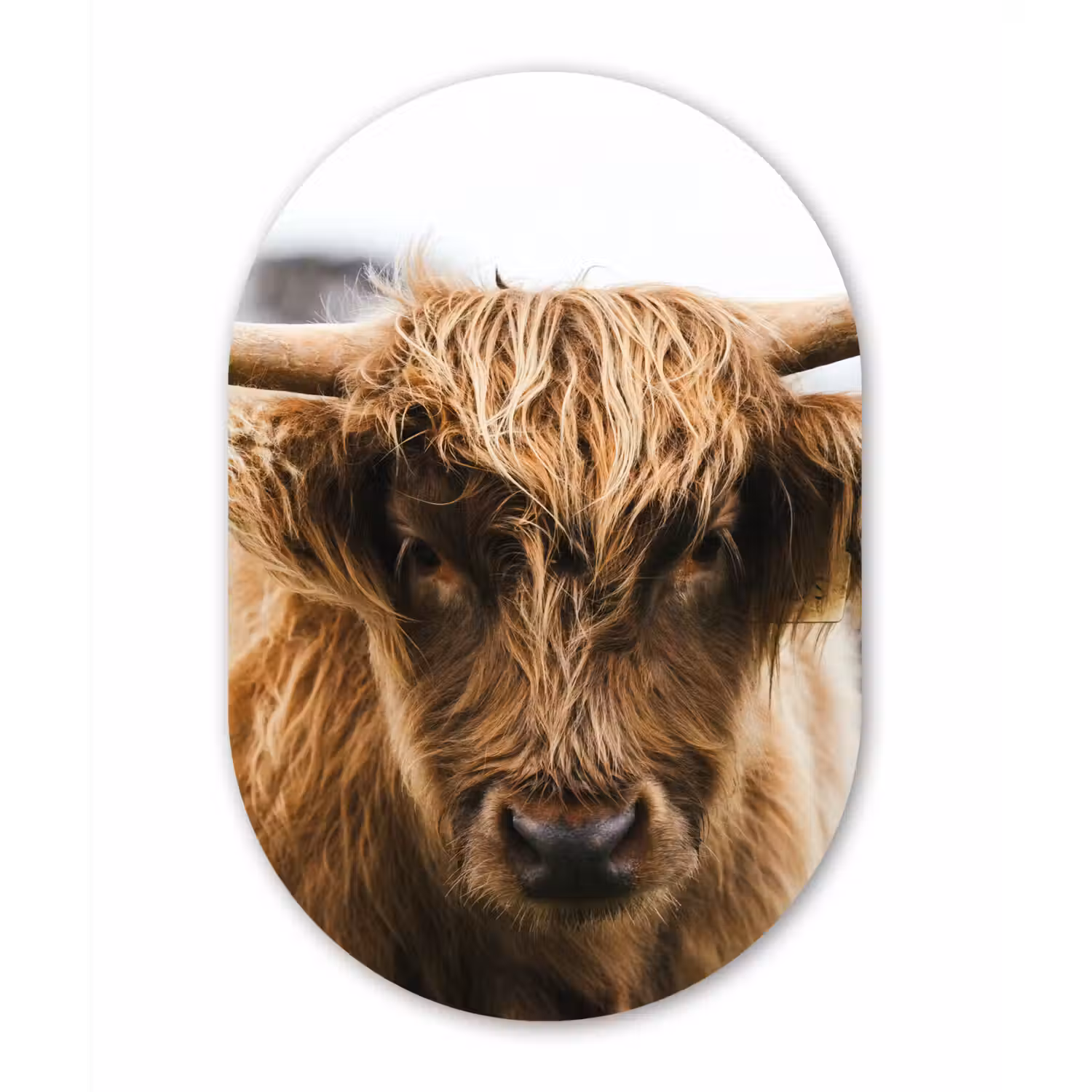 Schotse Hooglander - Koe - Gras - Dieren - Natuur Wandcirkel Ovaal Forex klein -3d