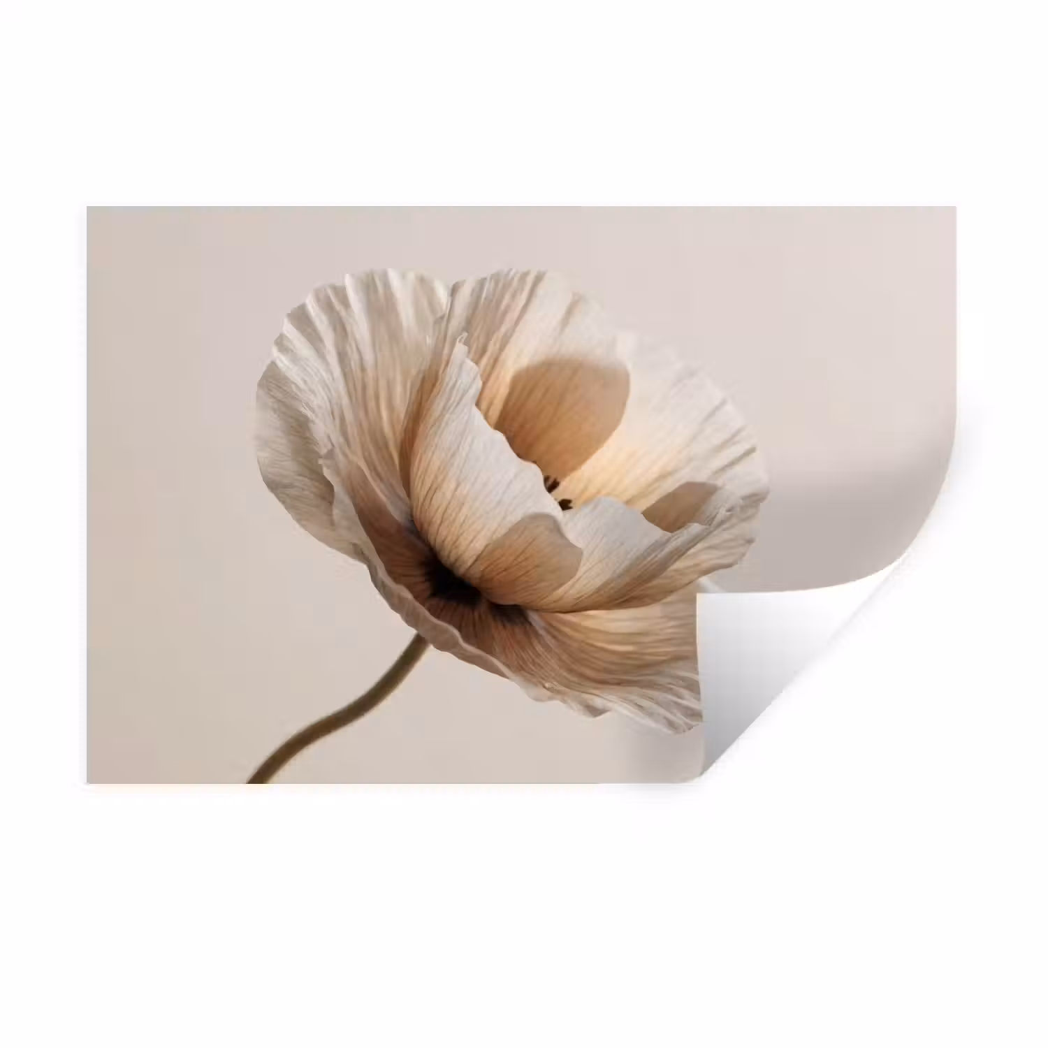 Bloem - Beige - Crème Muursticker klein -3d