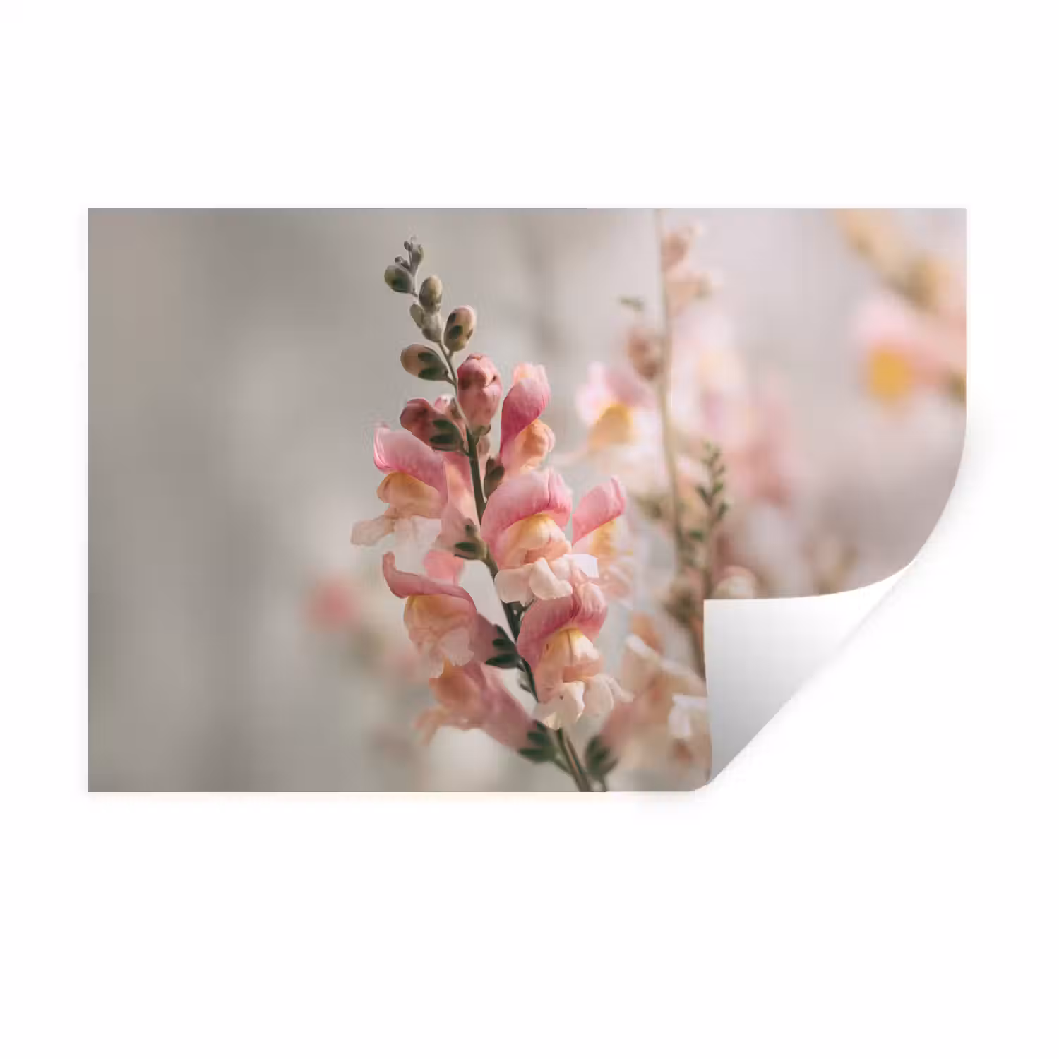 Bloem - Leeuwenbek - Roze - Stengel Muursticker klein -3d
