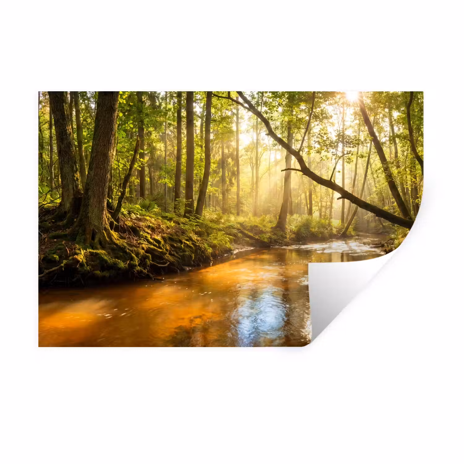 Bos - Beek - Zonlicht - Natuur - Groen Muursticker klein -3d