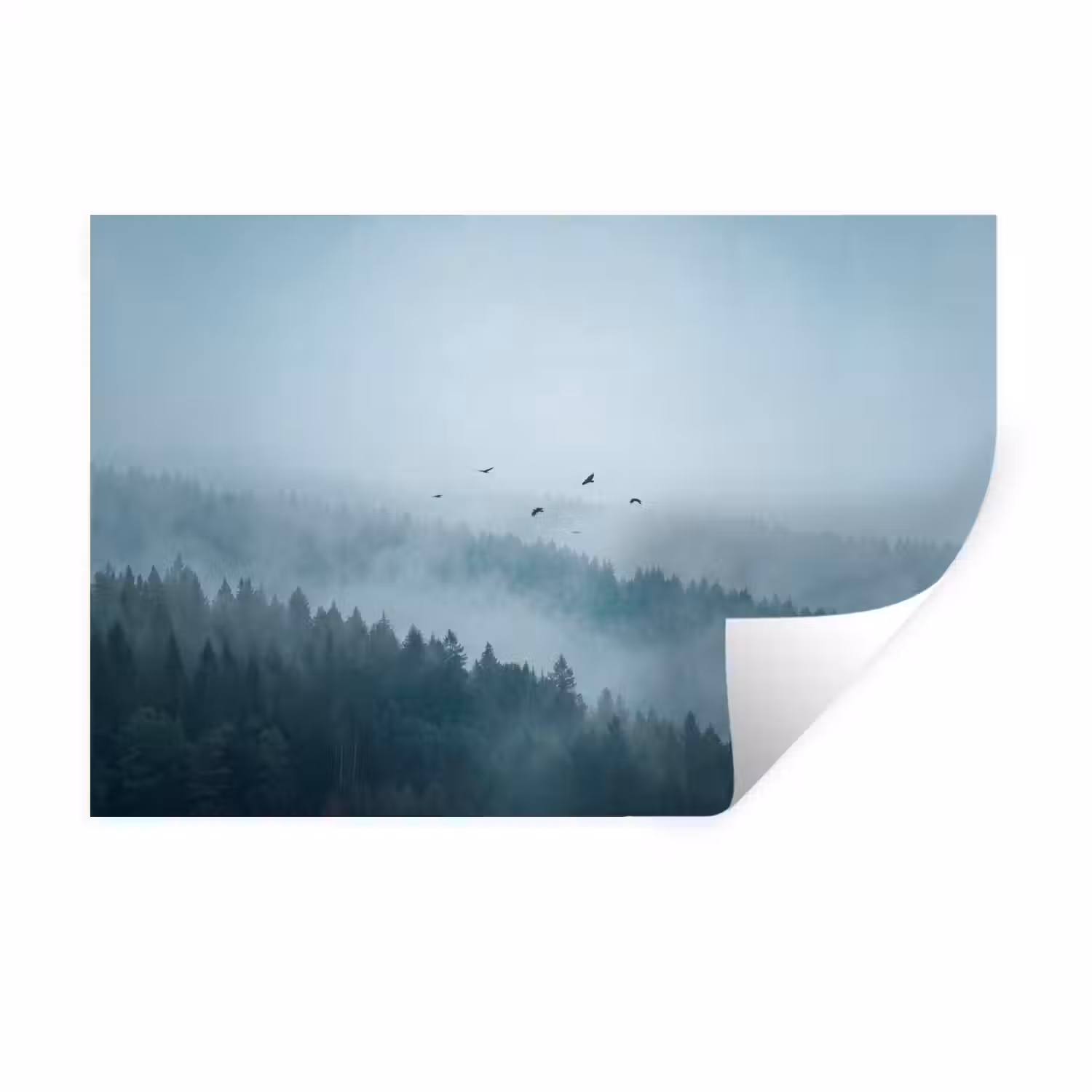 Bos - Mist - Vogels - Natuur - Groen Muursticker klein -3d