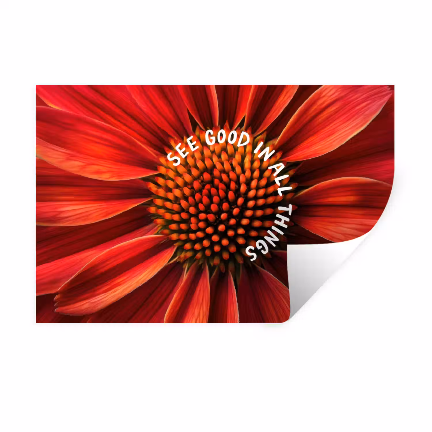 Close up - Bloem - Quote - Rood Muursticker klein -3d