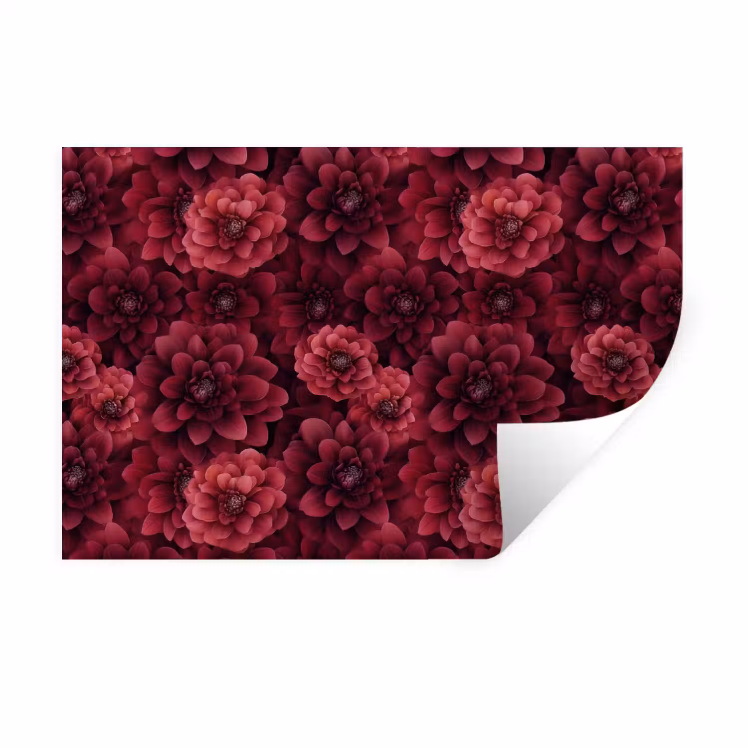 Dahlias - Bloemen - Rood Muursticker klein 286 -3d