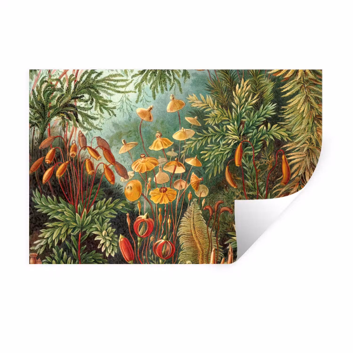 Design - Natuur - Paddenstoelen - Ernst Haeckel Muursticker klein -3d
