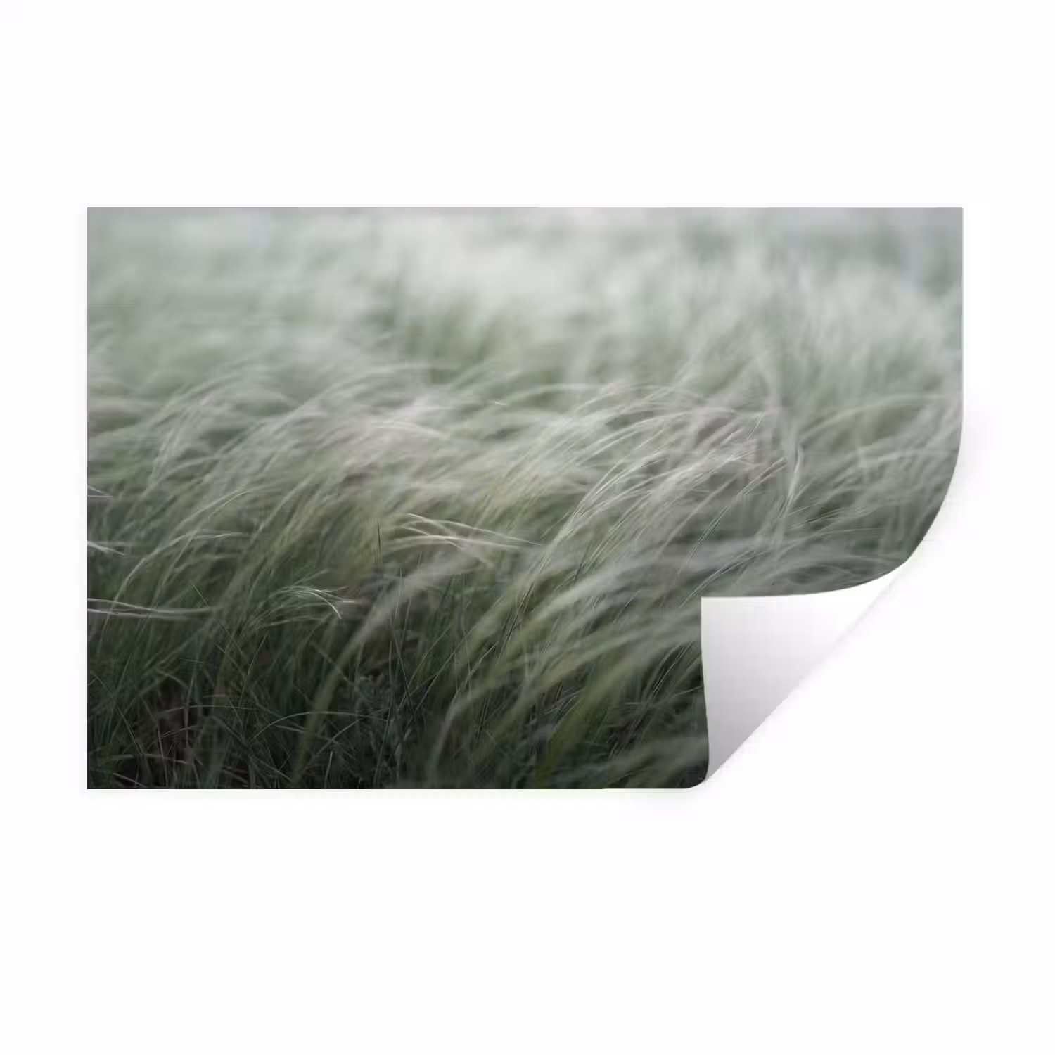 Gras - Wazig - Natuur - Groen - Zacht Muursticker klein -3d