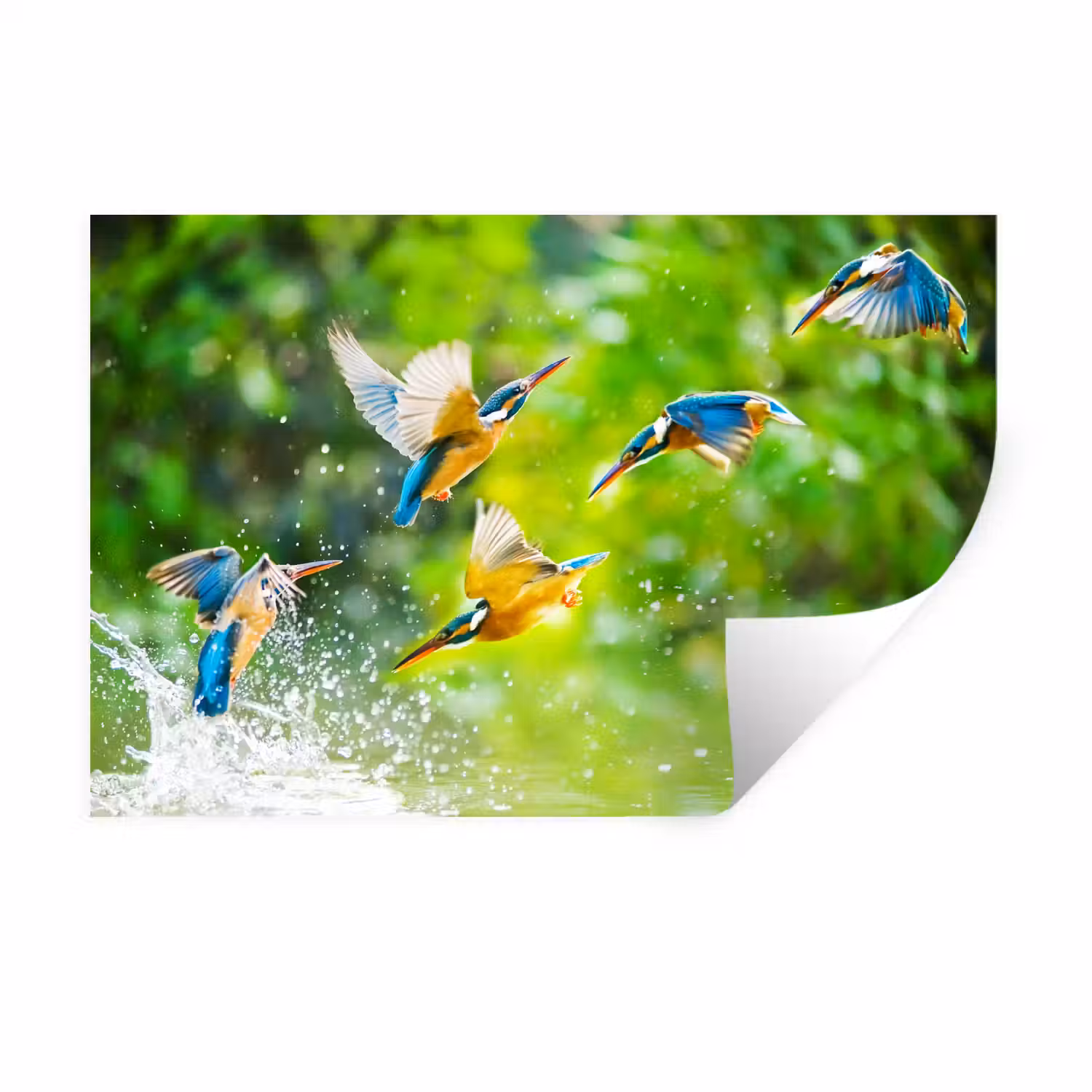IJsvogels vliegen in het water Muursticker klein -3d