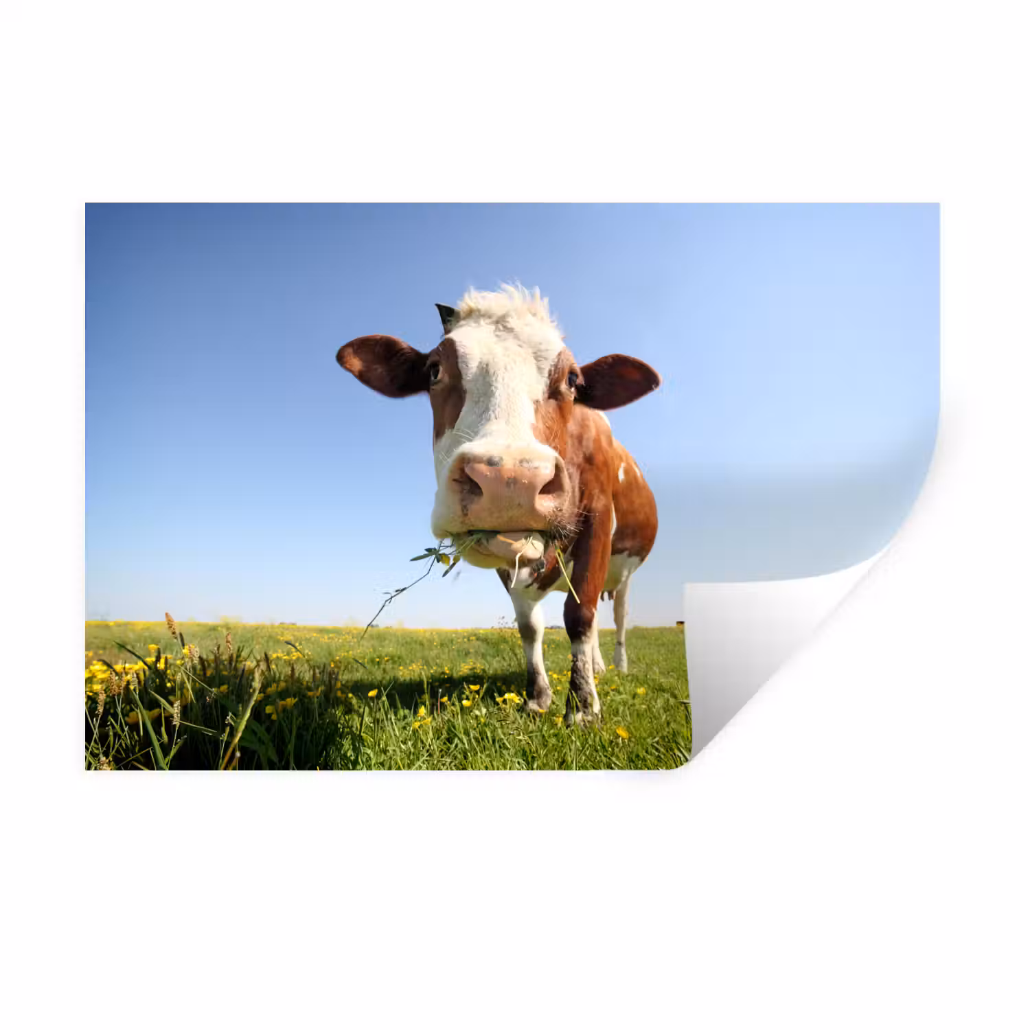 Koe - Dieren - Bloemen - Gras Muursticker klein -3d