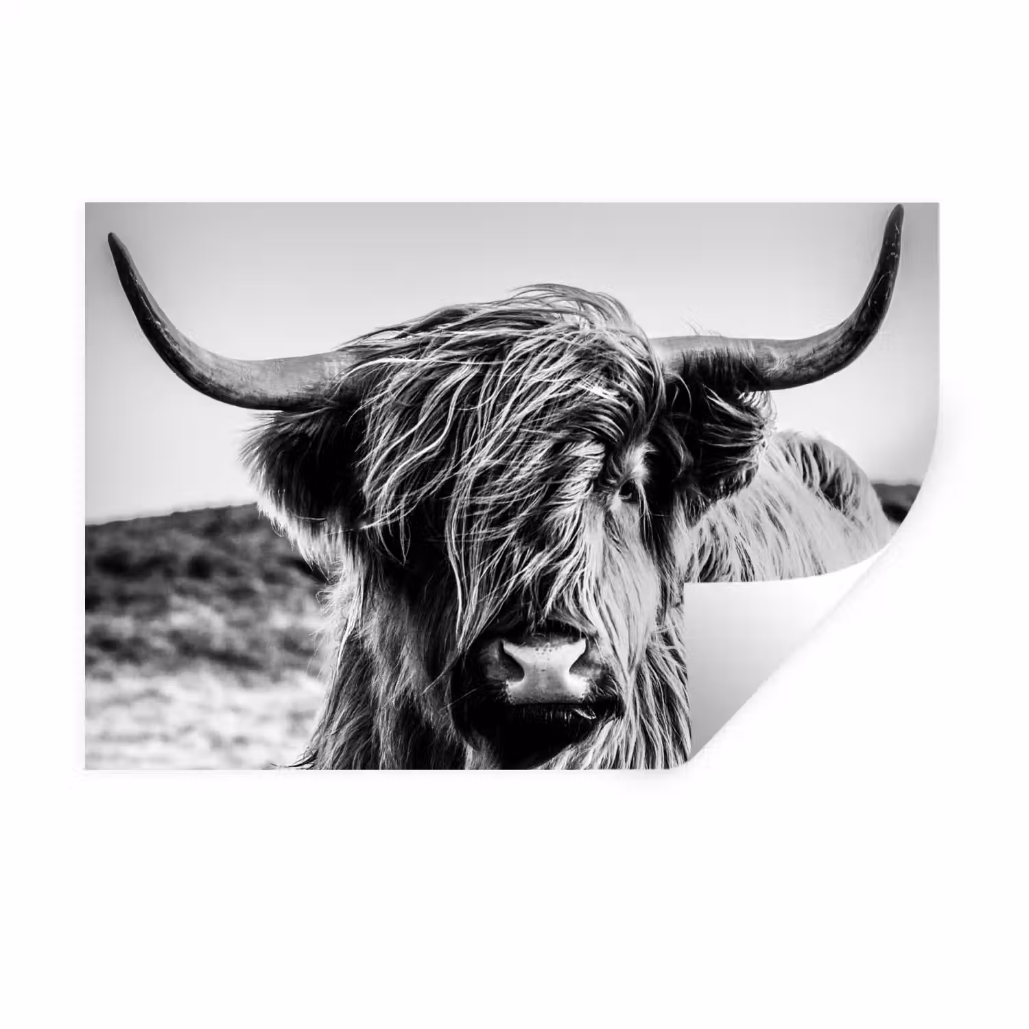 Koe - Schotse hooglander - Zwart - Wit - Dier - Natuur - Wild Muursticker klein -3d