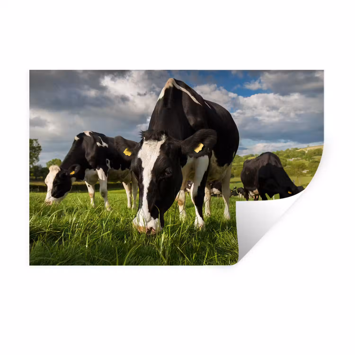 Koeien - Dieren - Gras - Weiland - Boerderij Muursticker klein -3d