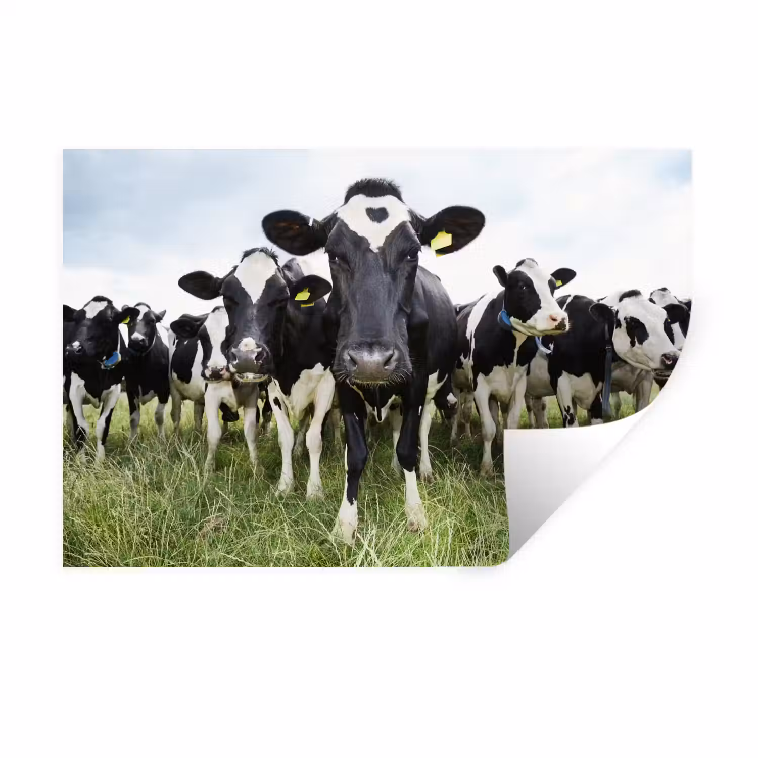 Koeien - Gras - Lente - Dieren - Weiland - Boerderij Muursticker klein -3d