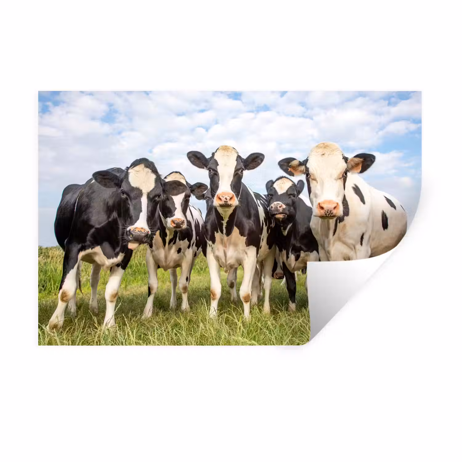 Koeien - Weiland - Dieren - Natuur - Gras Muursticker klein -3d