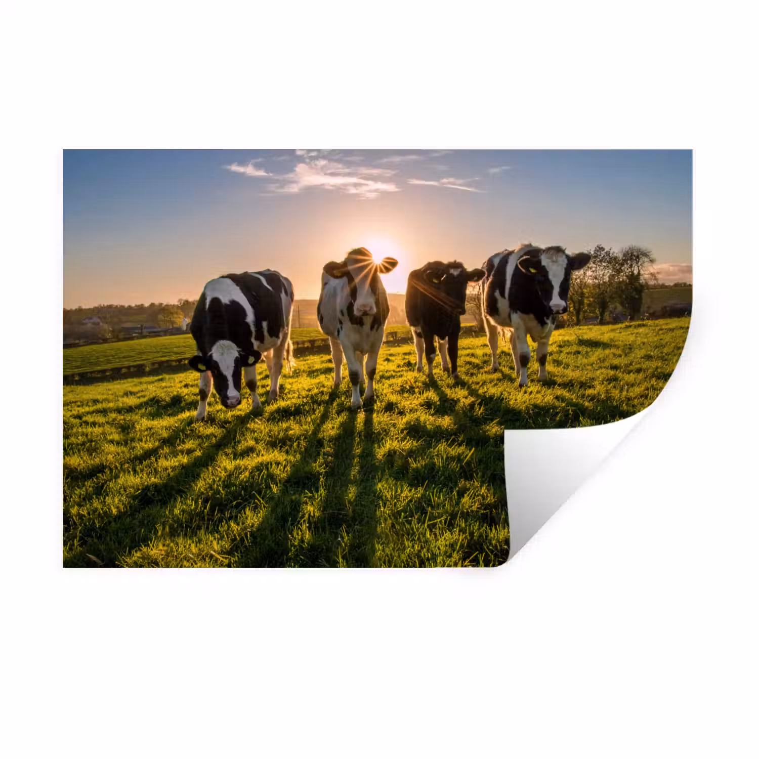 Koeien - Zon - Gras - Dieren - Boerderij Muursticker klein -3d