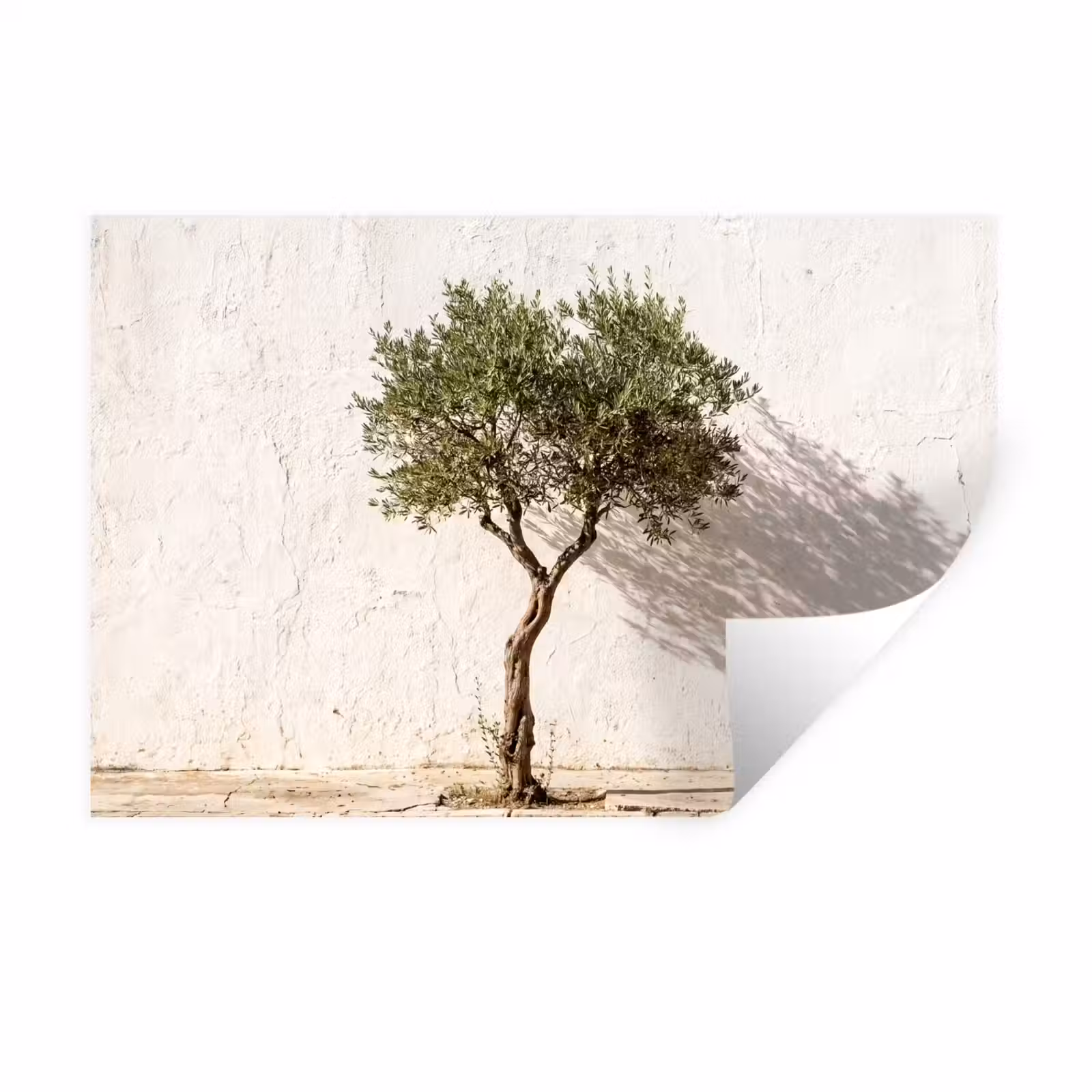 Muursticker - Olijfboom - muur - wit - Olijfboom - muur - wit Muursticker klein