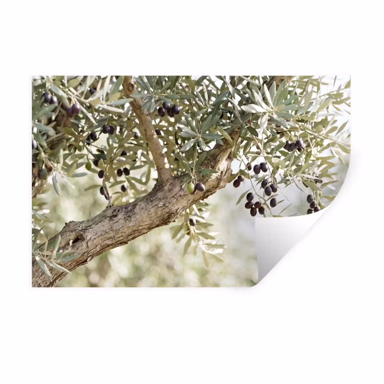 Muursticker - Olijfboom - tak - groen - Olijfboom - tak - groen Muursticker klein