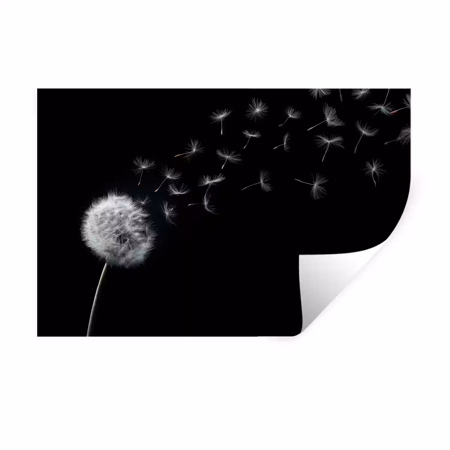 Paardenbloem - Zwart - Natuur Muursticker klein -3d