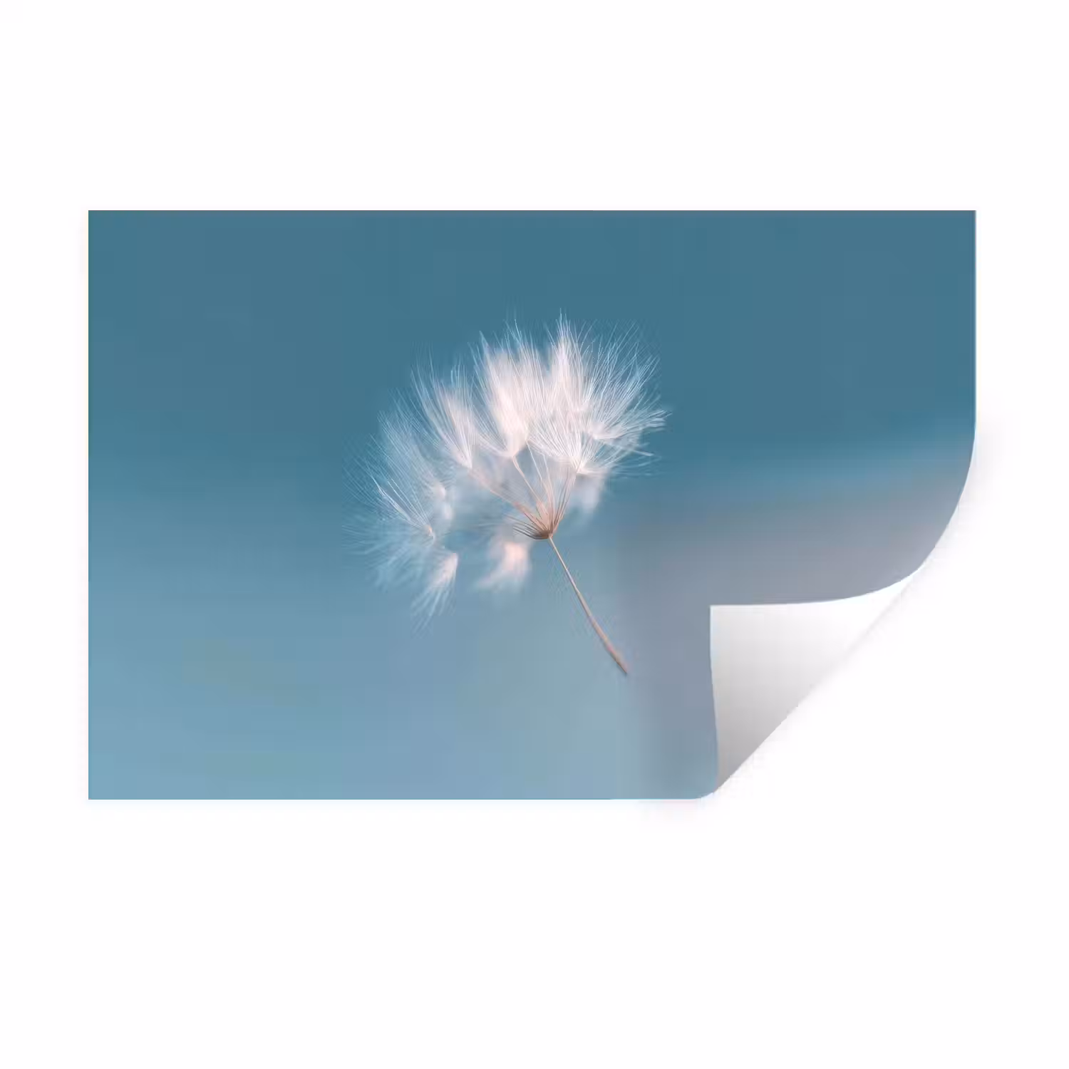 Paardenbloempluisje - Blauw - Lucht Muursticker klein -3d