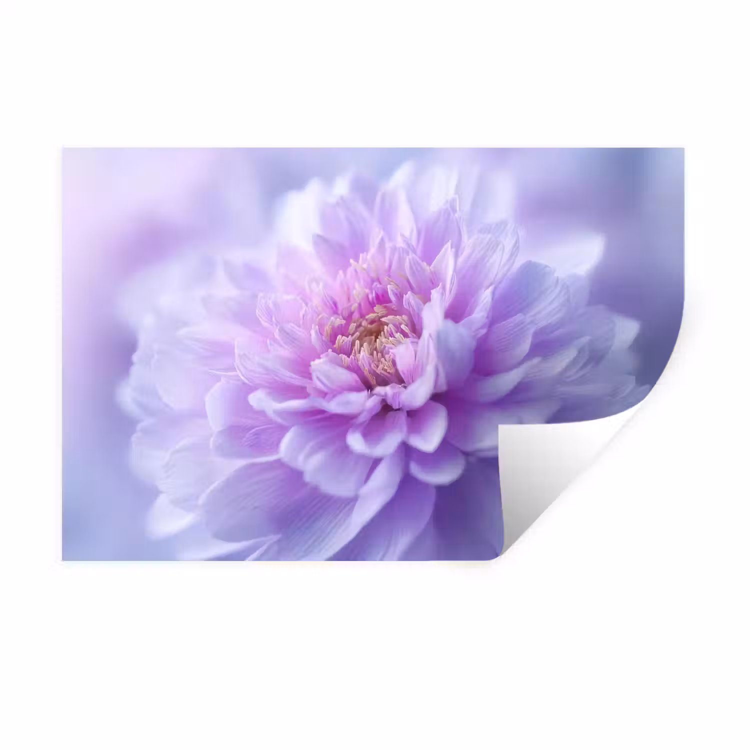 Paars - Dahlia - Dromerig Muursticker klein -3d