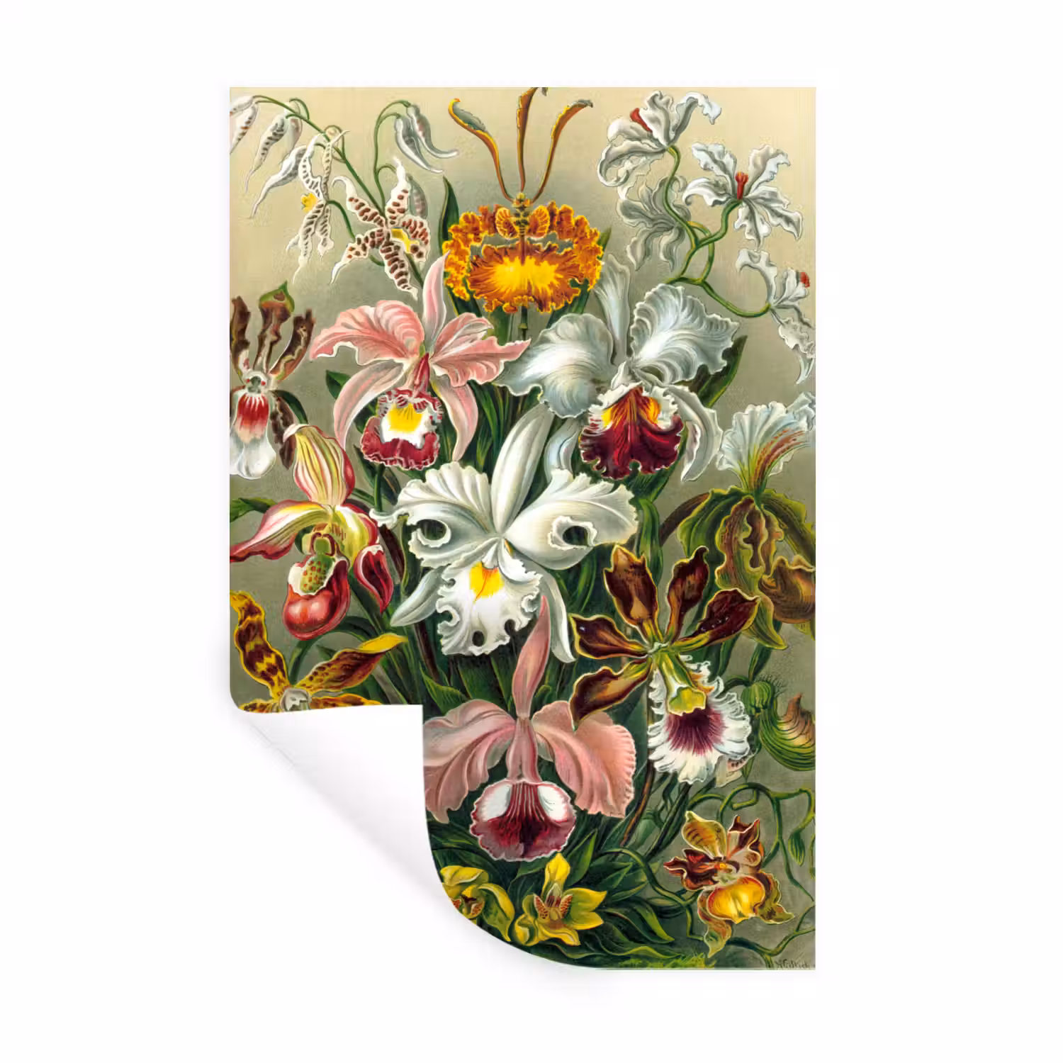 Planten - Natuur - Bloemen - Ernst Haeckel Muursticker klein -3d