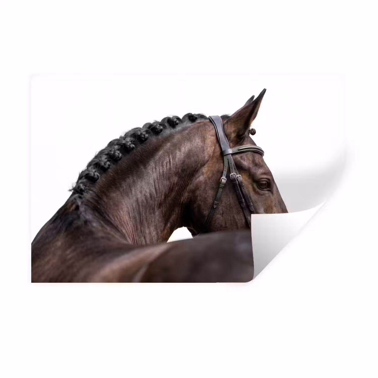 Portret - Paard - Elegant Muursticker klein -3d