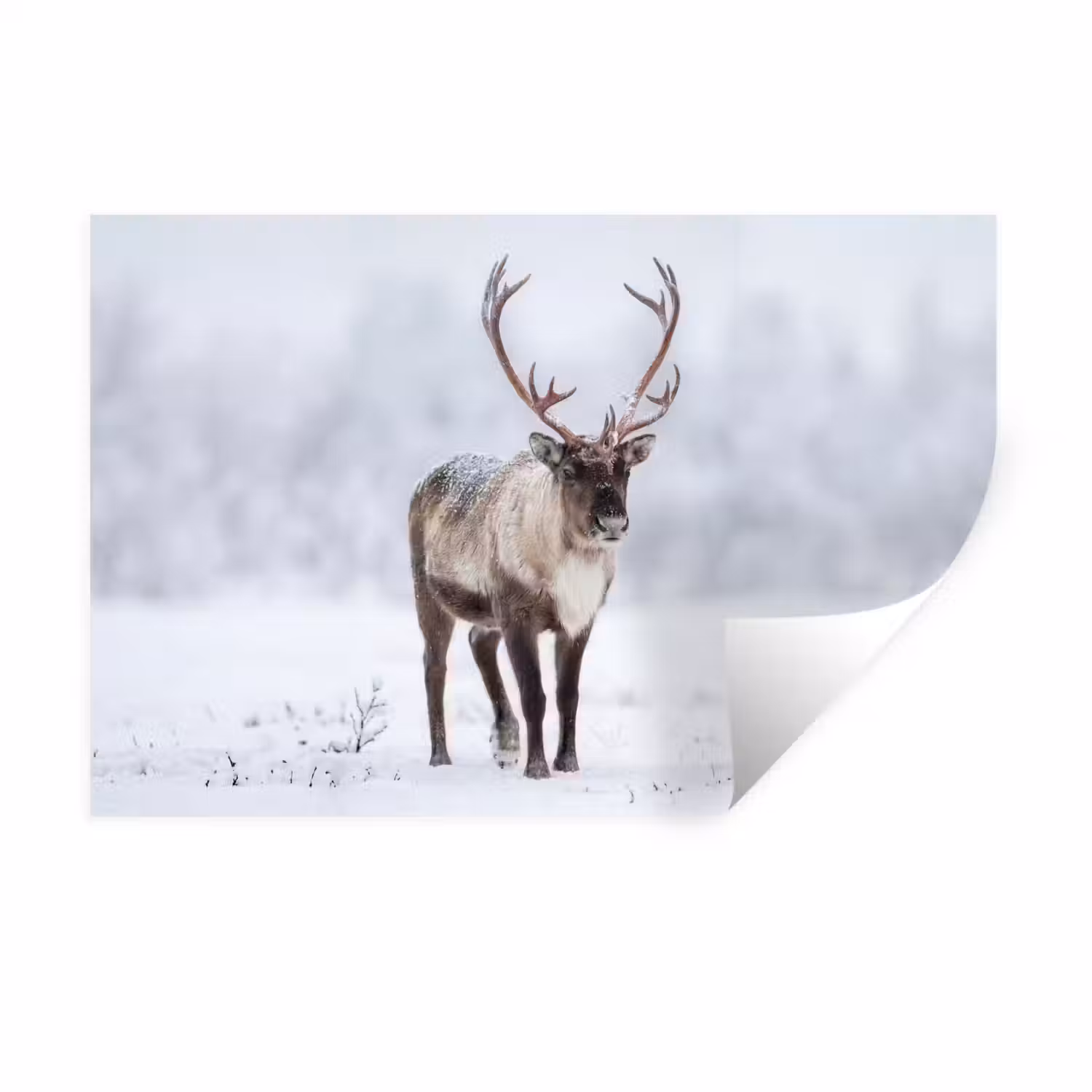 Rendier - Gewei - Toendra - Sneeuw - Wild Muursticker klein -3d
