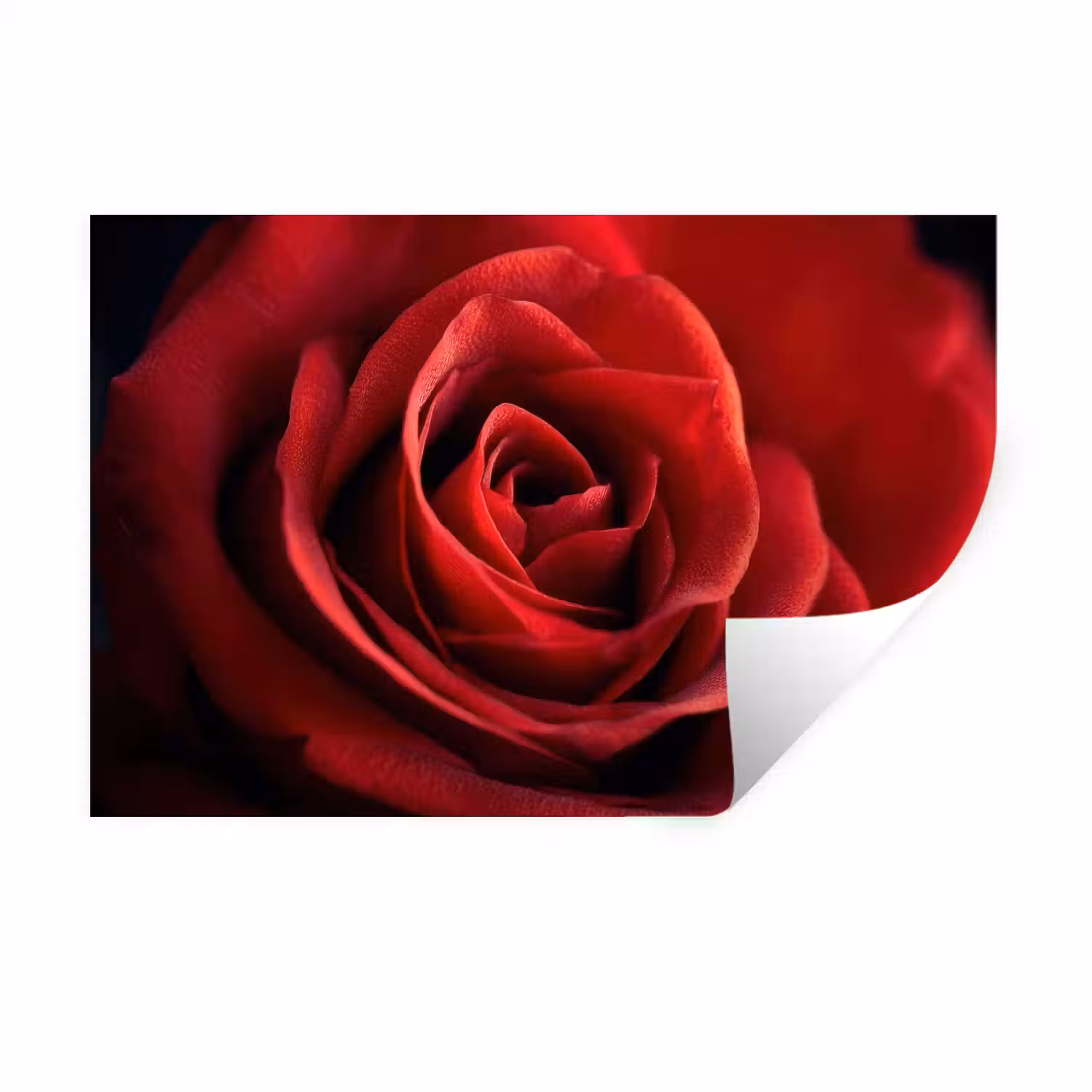 Rood - Roos - Romantisch Muursticker klein -3d
