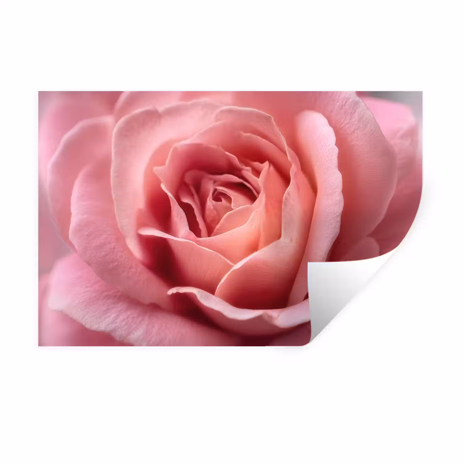 Roze - Roos - Romantisch Muursticker klein -3d