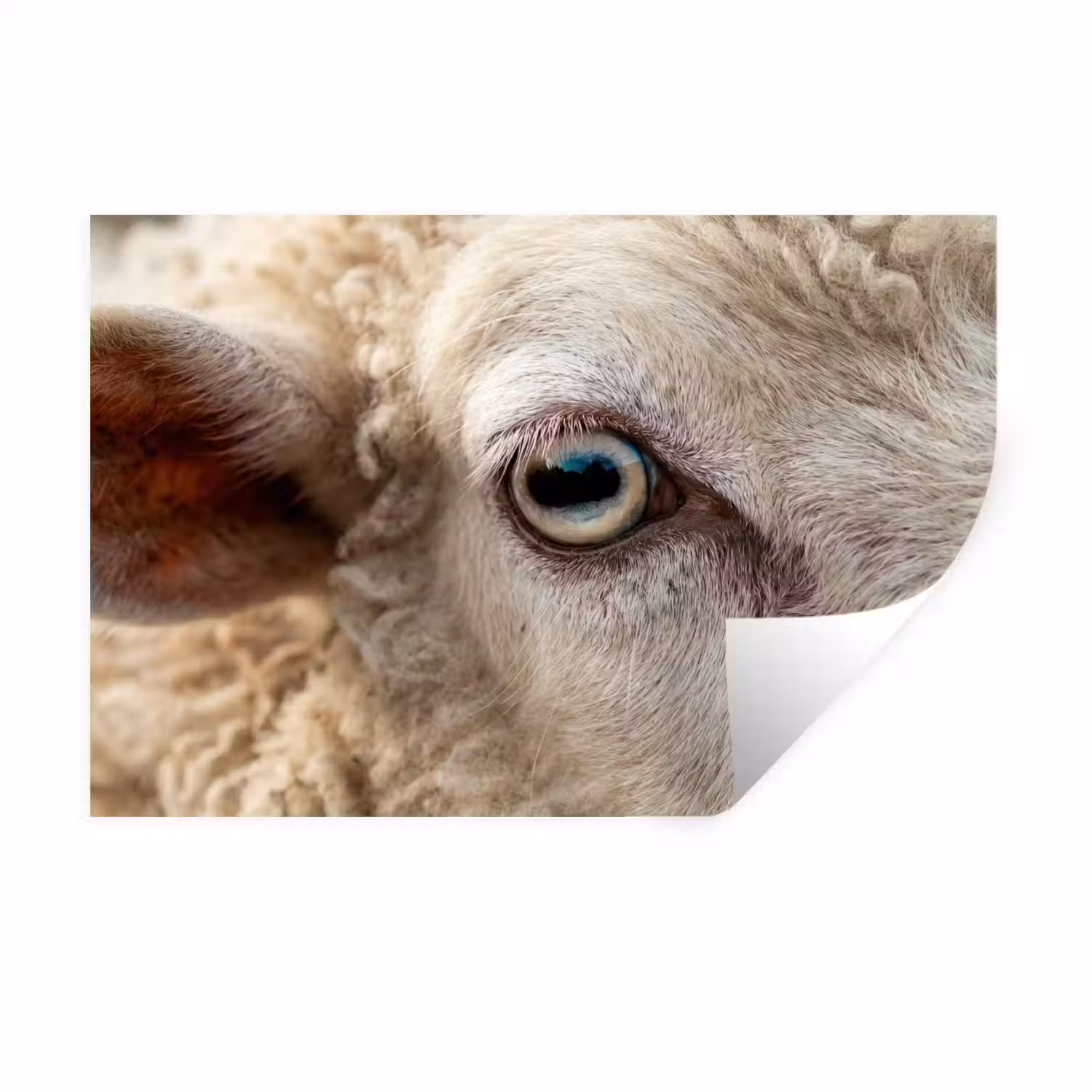 Schaap - Oog - Wit Muursticker klein -3d