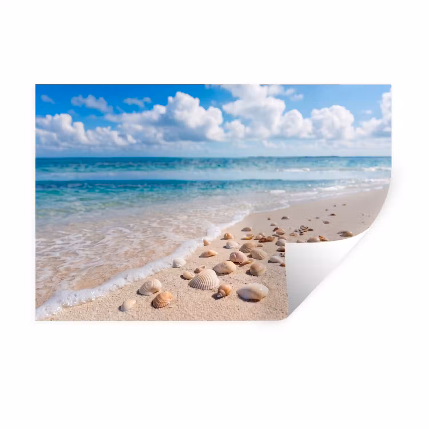 Schelpen - Strand - Natuur - Beige Muursticker klein -3d