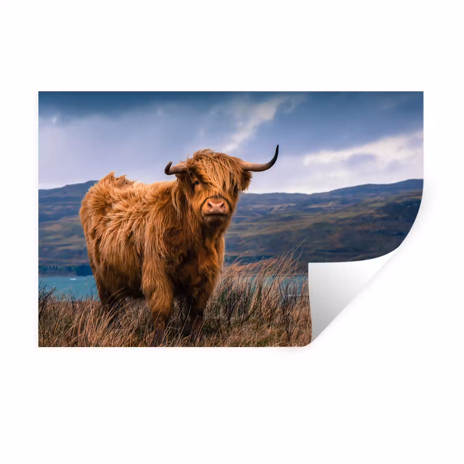 Schotse Hooglander - Berg - Water - Natuur - Koe Muursticker klein -3d