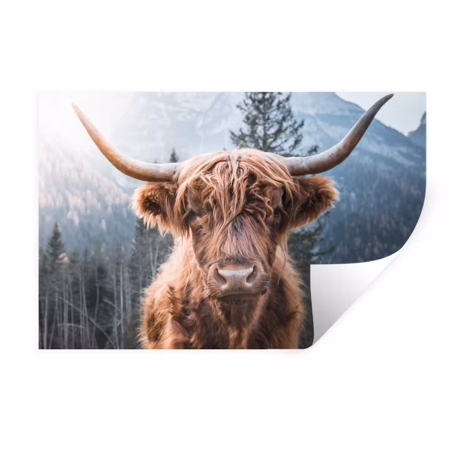 Schotse hooglander - Koe - Dieren - Berg - Natuur Muursticker klein -3d