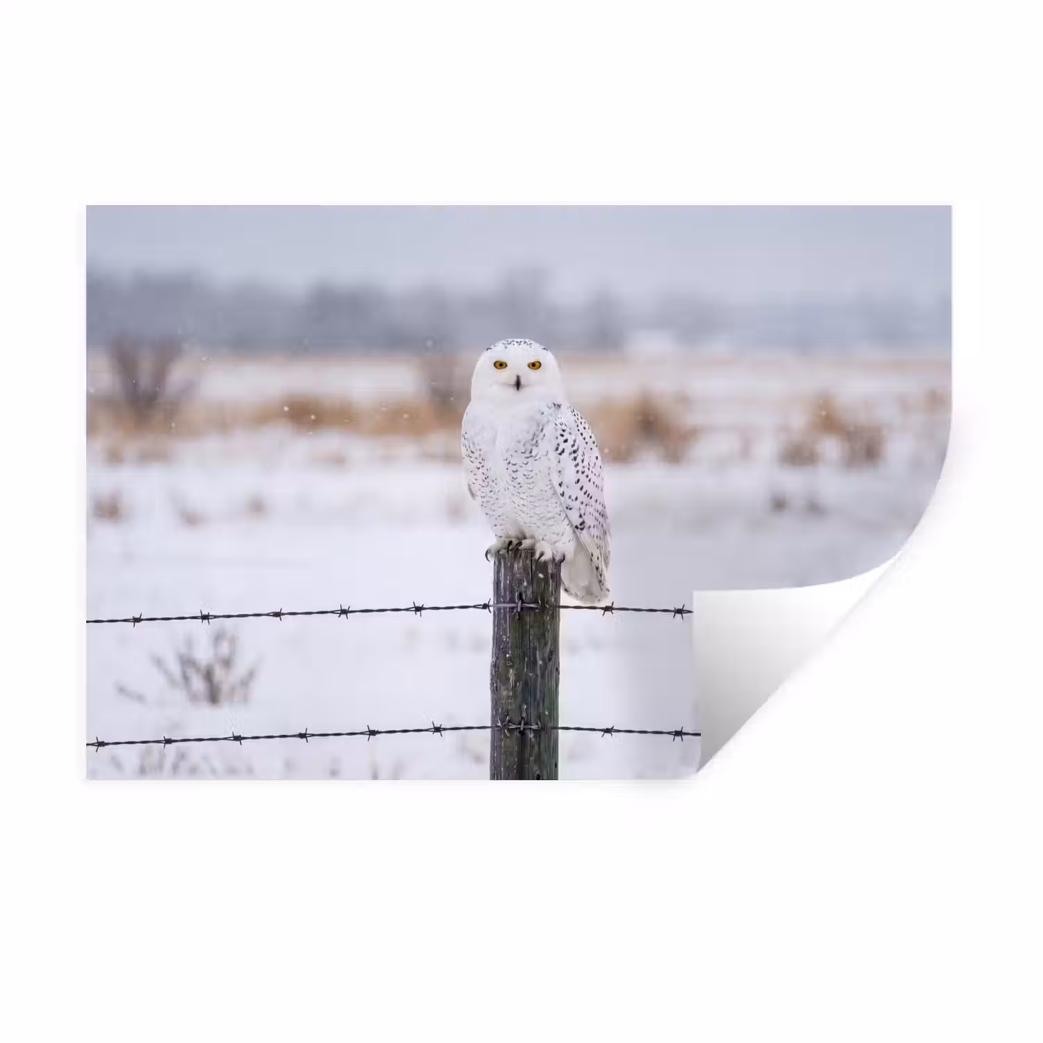Sneeuwuil - Hek - Sneeuw - Wit Muursticker klein -3d