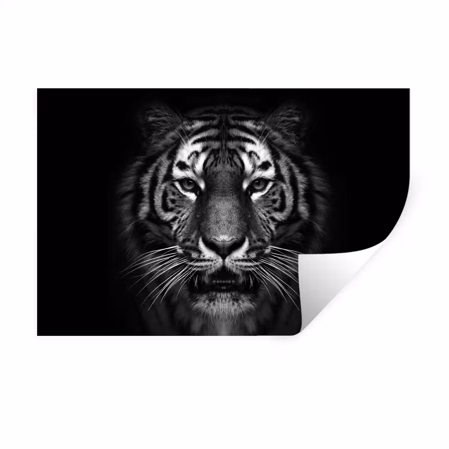 Tijger - Dieren - Zwart - Wit - Portret - Wild Muursticker klein -3d