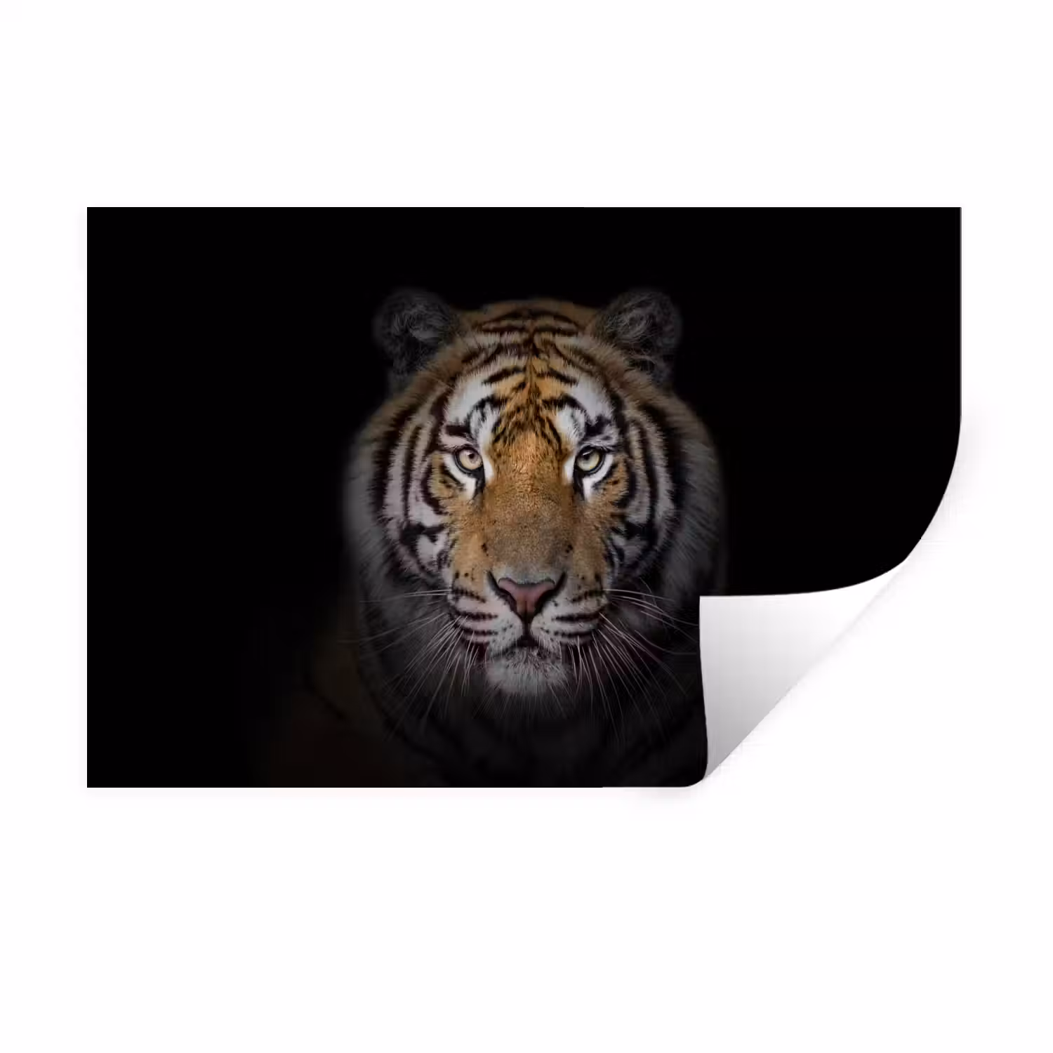 Tijger - Wilde dieren - Portret - Zwart - Dieren Muursticker klein -3d