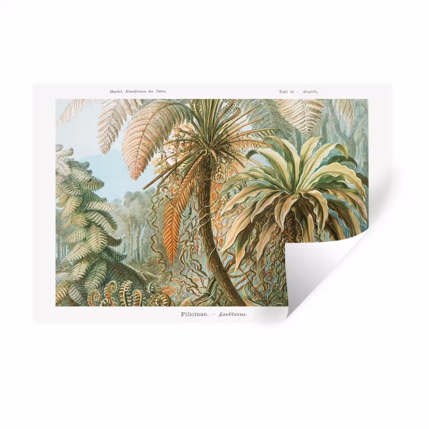 Filicinae - Tuindecoratie - Tuinposter - Vintage - Oude meesters Muursticker klein -3d