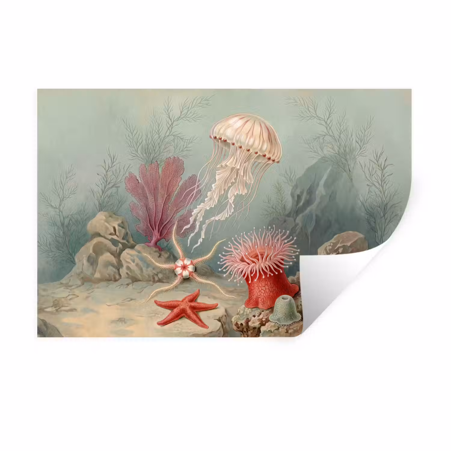 Zeeleven - Kwal - Onderwater - Illustratie - Beige Muursticker klein -3d