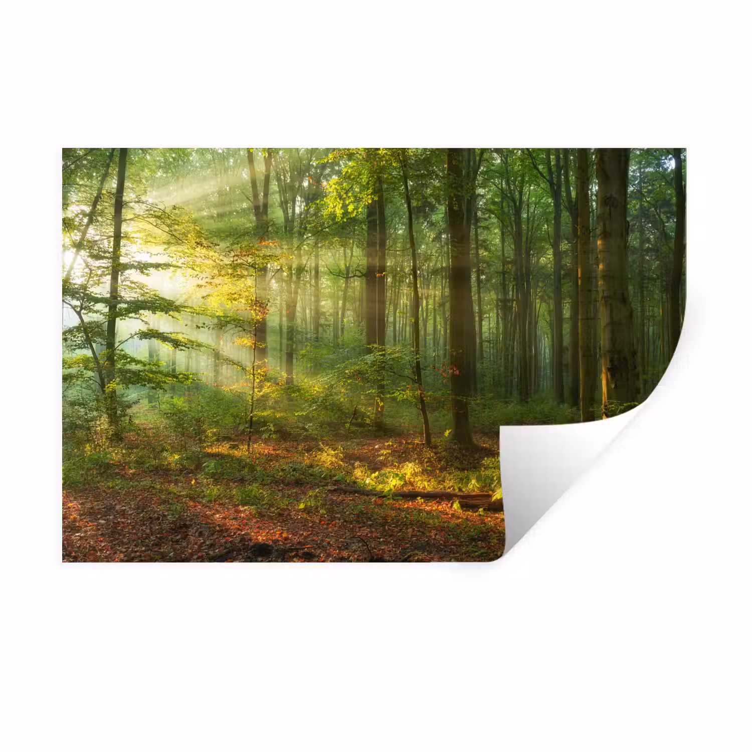 Zon - Bos - boom - Natuur - Herfst Muursticker klein -3d