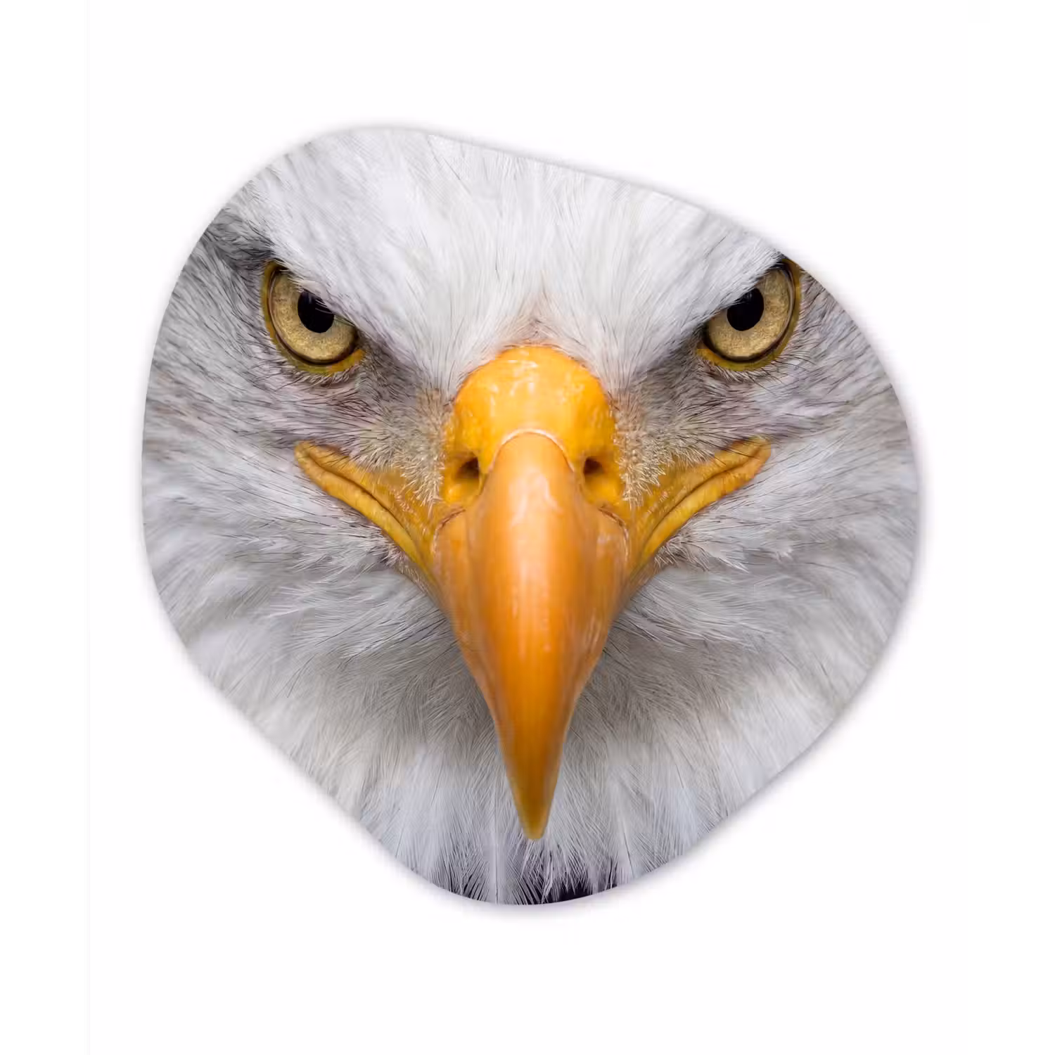 Amerikaans - Zeearend - Portret - Geel Wandcirkel Organisch Aluminium middel -3d