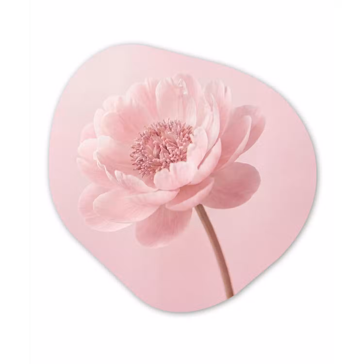 Bloem - Pioenroos - Roze Wandcirkel Organisch Aluminium middel -3d