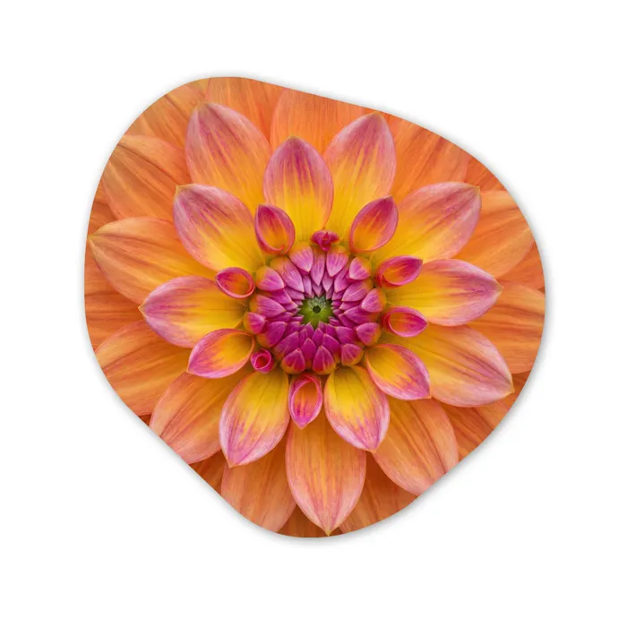 Dahlia - Bloem - Oranje Wandcirkel Organisch Aluminium middel -3d