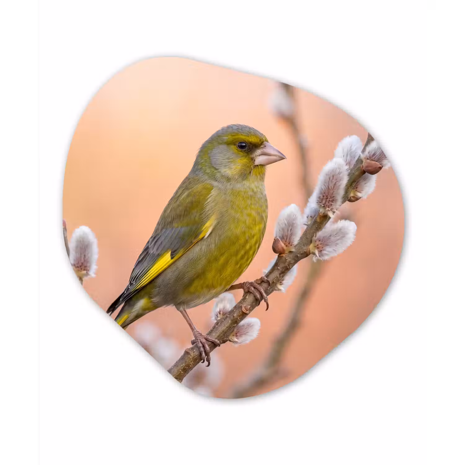 Groenling - Katjes - Lente - Natuur - Zacht Wandcirkel Organisch Aluminium middel -3d