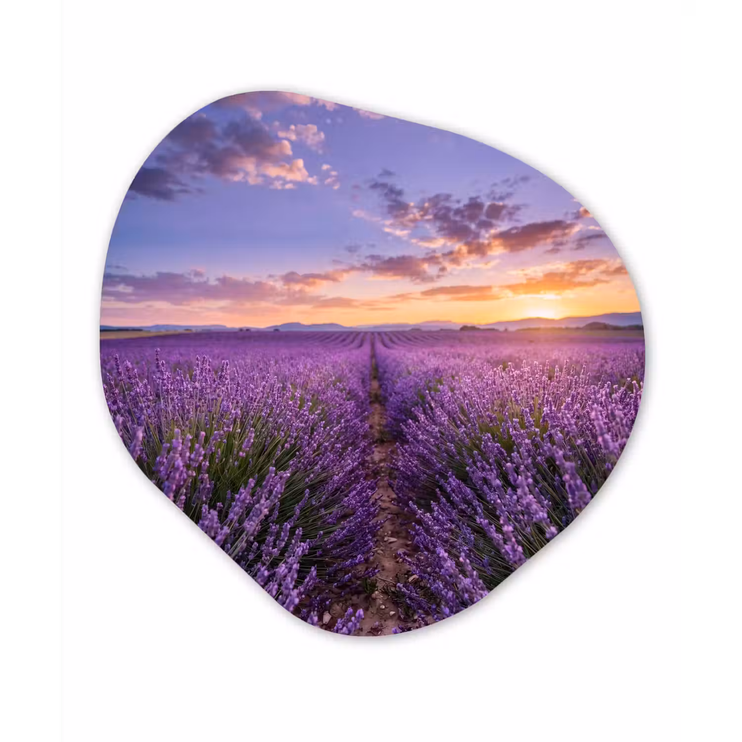 Lavendel - Veld - Natuur - Paars Wandcirkel Organisch Aluminium middel -3d
