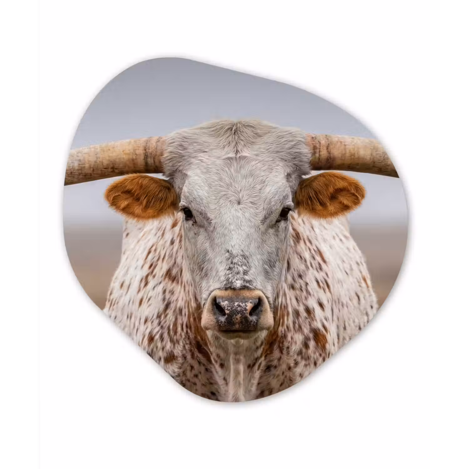 Longhorn - Grasveld - Dier Wandcirkel Organisch Aluminium middel -3d