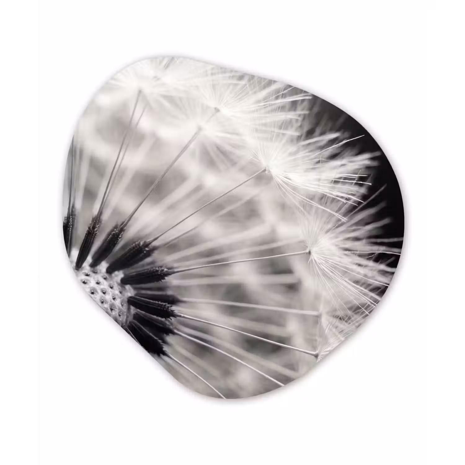 Paardenbloem - Zwart - Wit Wandcirkel Organisch Aluminium middel -3d